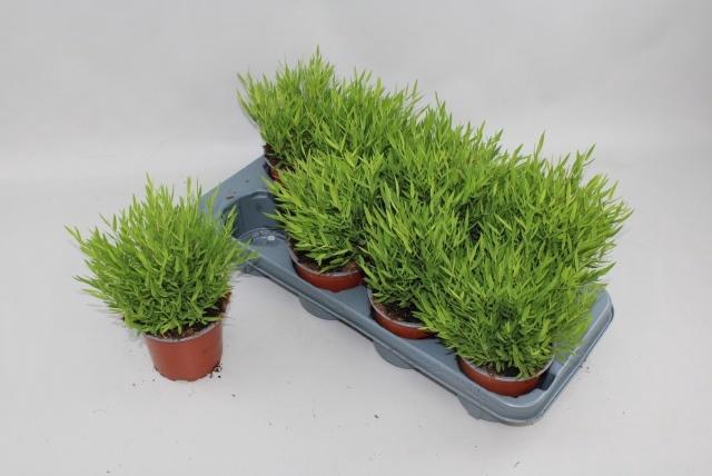 <h4>POGO MONICA</h4>