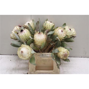 Protea Barbigera Ice Queen Air