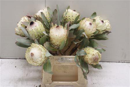 <h4>Protea Barbigera Ice Queen Air</h4>