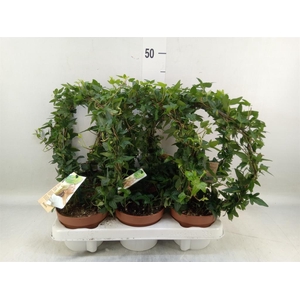 Hedera   ...green leafed