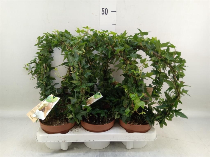 <h4>Hedera   ...green leafed</h4>