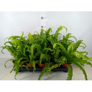 Asplenium antiquum 'Osaka'