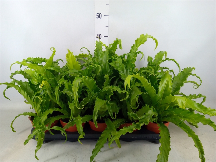 <h4>Asplenium antiquum 'Osaka'</h4>