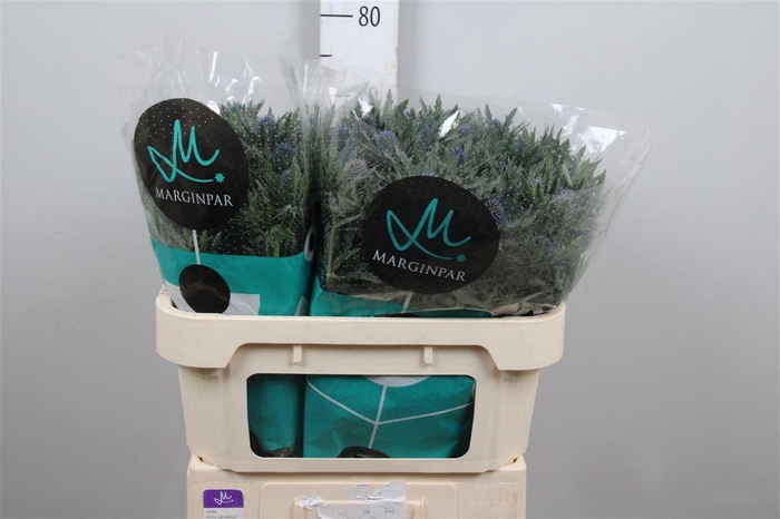 <h4>Eryn Aquarius Qstar</h4>