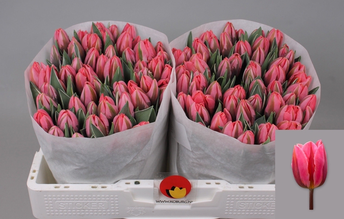 <h4>TU EN PRETTY PRINCES</h4>