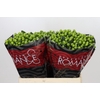 Hypericum Lucky Romance