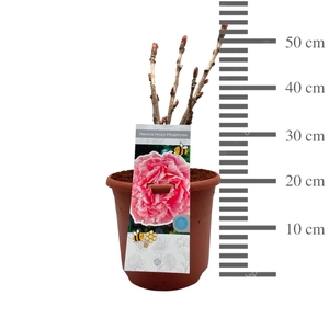 PAEONIA SUFFRUTICOSA