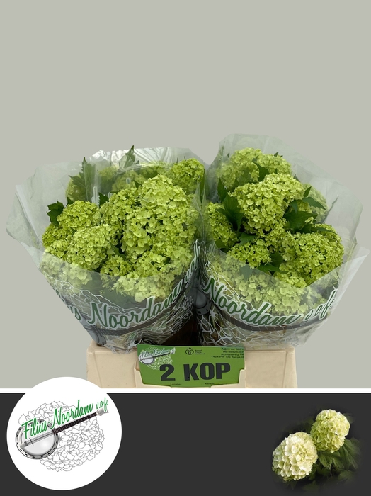 <h4>VIBURNUM ROSEUM ST</h4>