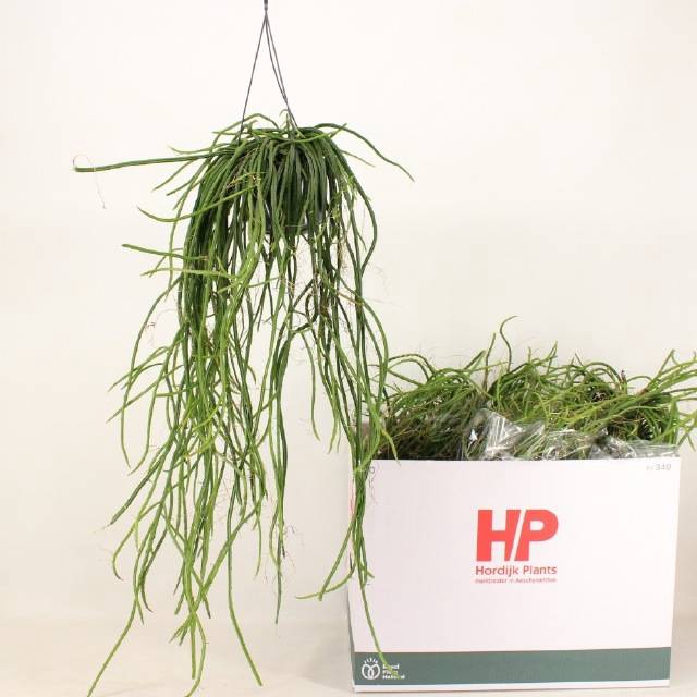 <h4>RHIPSALIS OV</h4>