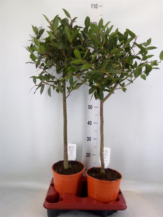 <h4>Laurus nobilis</h4>