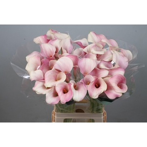 CALLA BLUSHING LADY