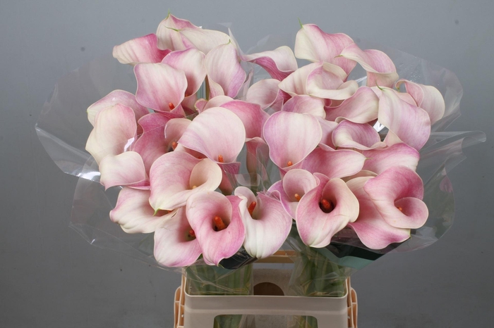 <h4>CALLA BLUSHING LADY</h4>