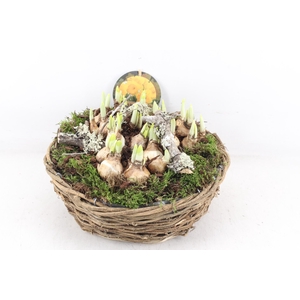 arr4 Narcis PL - Rond nature mand XL