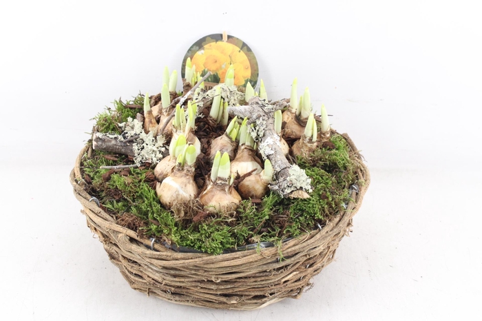 <h4>arr4 Narcis PL - Rond nature mand XL</h4>