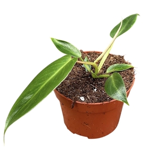 Philodendron Spiritus Sancti