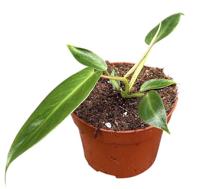 <h4>Philodendron Spiritus Sancti</h4>