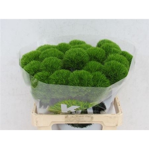 Di Barb Kiwi Mellow Xl