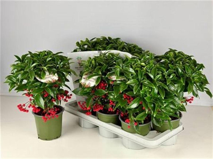 <h4>Ardisia Cr Bos Premium</h4>