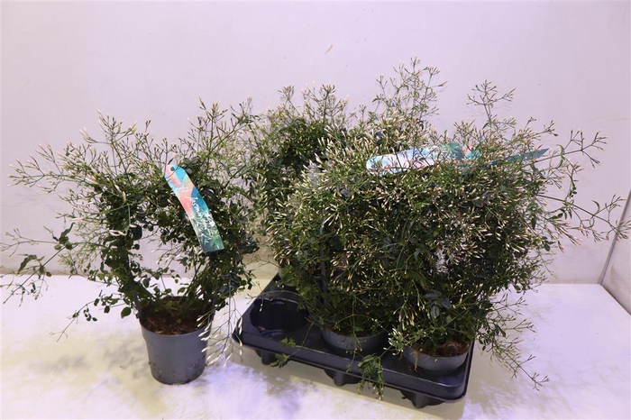 <h4>arr8 Jasm Polyanthum Wit Mirror</h4>