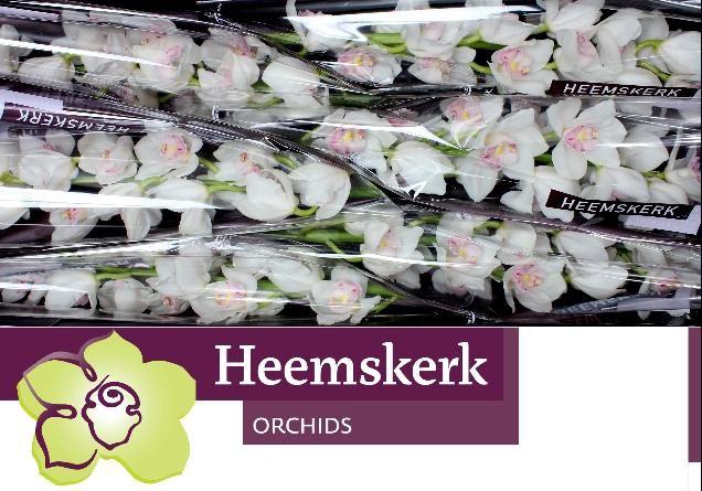 <h4>CYMB T KILIMANJARO</h4>