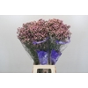 Limonium Pink Diamond