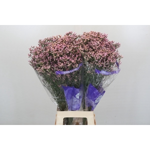 Limonium Pink Diamond