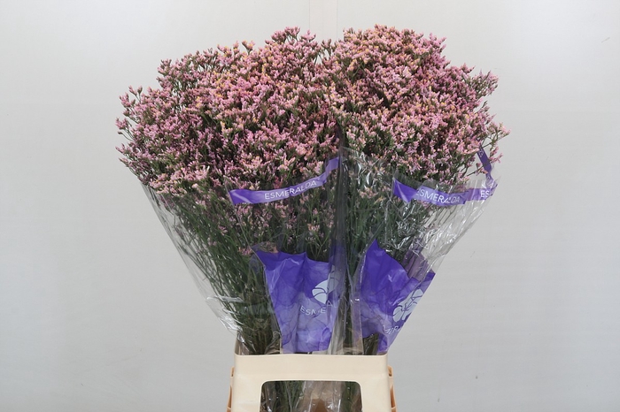 Limonium Pink Diamond