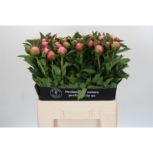 Paeonia Etched Salmon