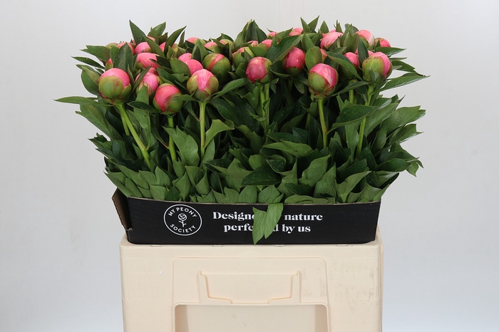 Paeonia Etched Salmon