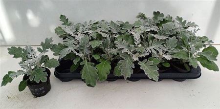 Jacobaea Maritima