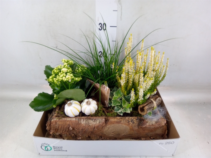 <h4>Arr.   Tuinplanten L%</h4>