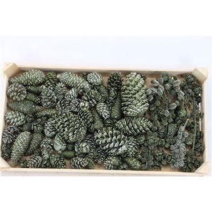 PINECONE MIX WAX OLIVE GREEN