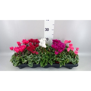 Cyclamen KL 'Donatello'