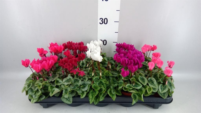 <h4>Cyclamen KL 'Donatello'</h4>