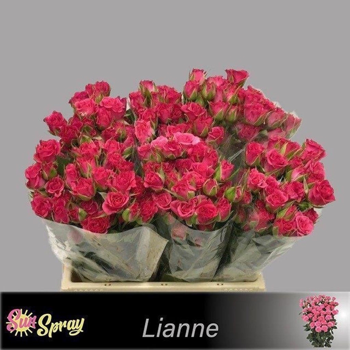<h4>Rosa spray lianne</h4>