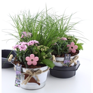 ARR TUINPLANTEN