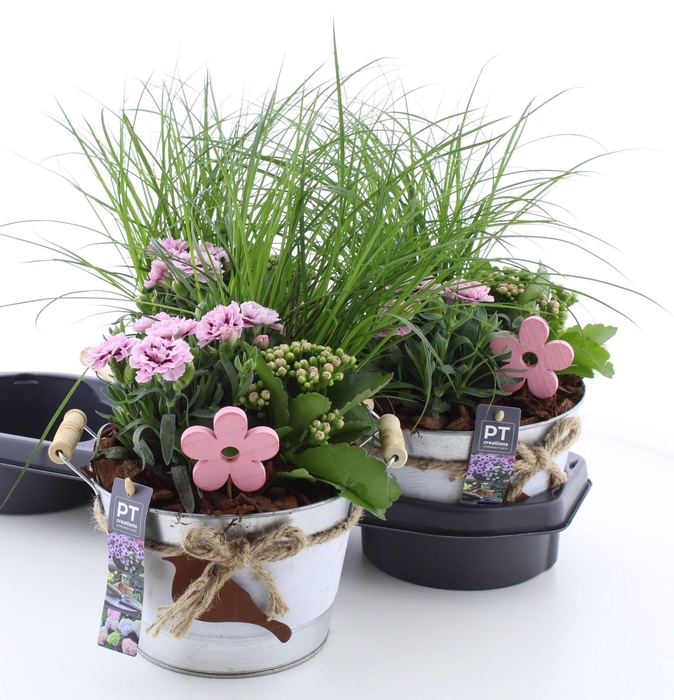 <h4>ARR TUINPLANTEN</h4>
