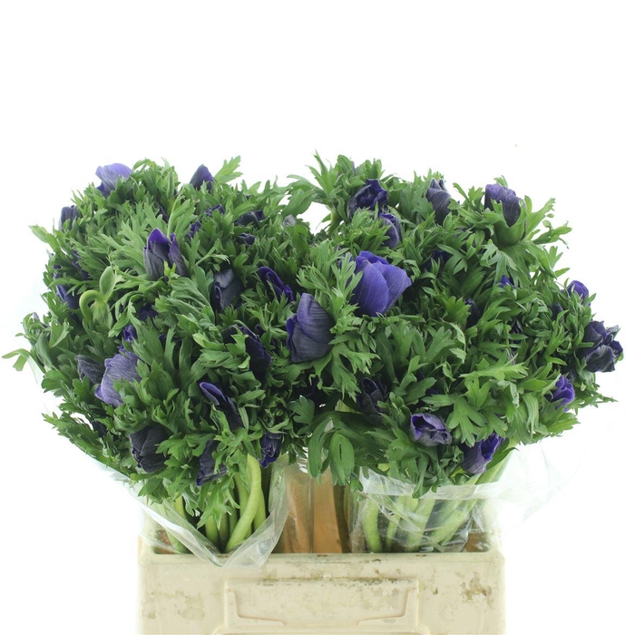 <h4>Anem Co Mar Blue</h4>