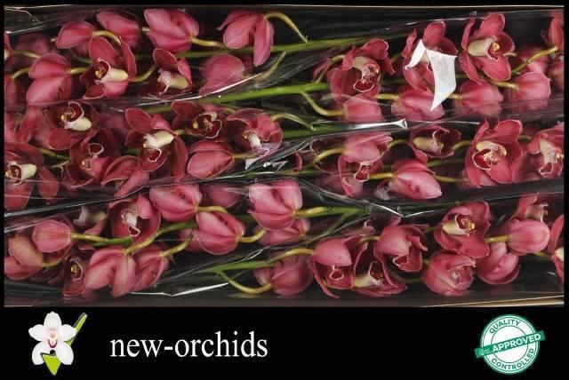 <h4>CYMB T HADES</h4>