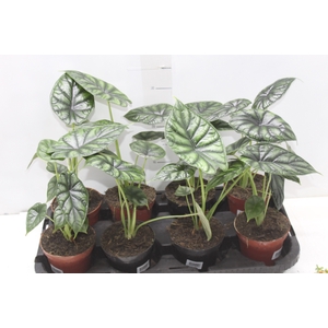 ALOCASIA DRAGON SCALE P12