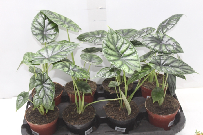 ALOCASIA DRAGON SCALE P12