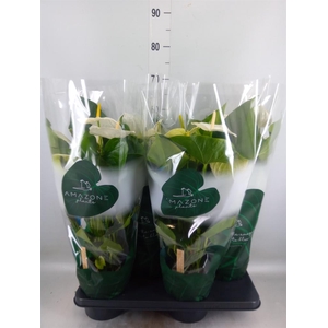 Anthurium andr. 'Samora'