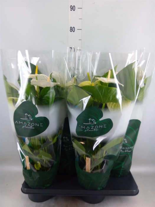 <h4>Anthurium andr. 'Samora'</h4>