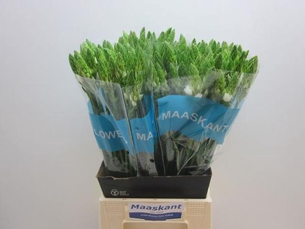 <h4>ORNIT THYRSOIDES</h4>