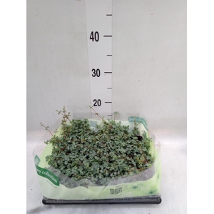 Pilea glaucophylla 'Greyzy'