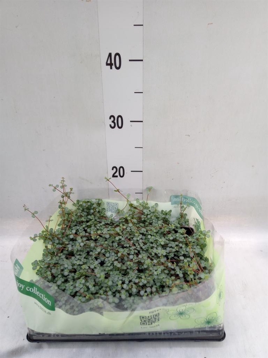 <h4>Pilea glaucophylla 'Greyzy'</h4>