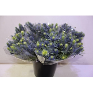 Eryn Supernova Qstar