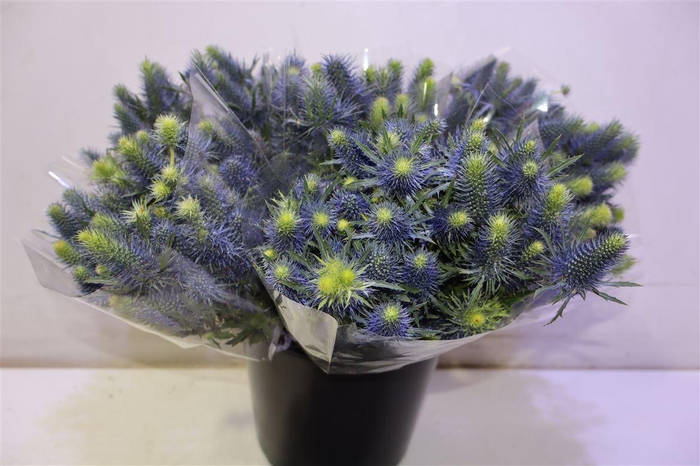 <h4>Eryn Supernova Qstar</h4>