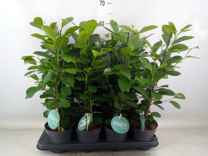 <h4>Ficus microcarpa 'Moclame'</h4>