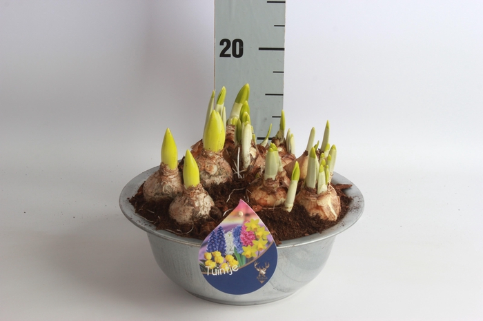 <h4>ARR BOL KNOLGEWAS</h4>